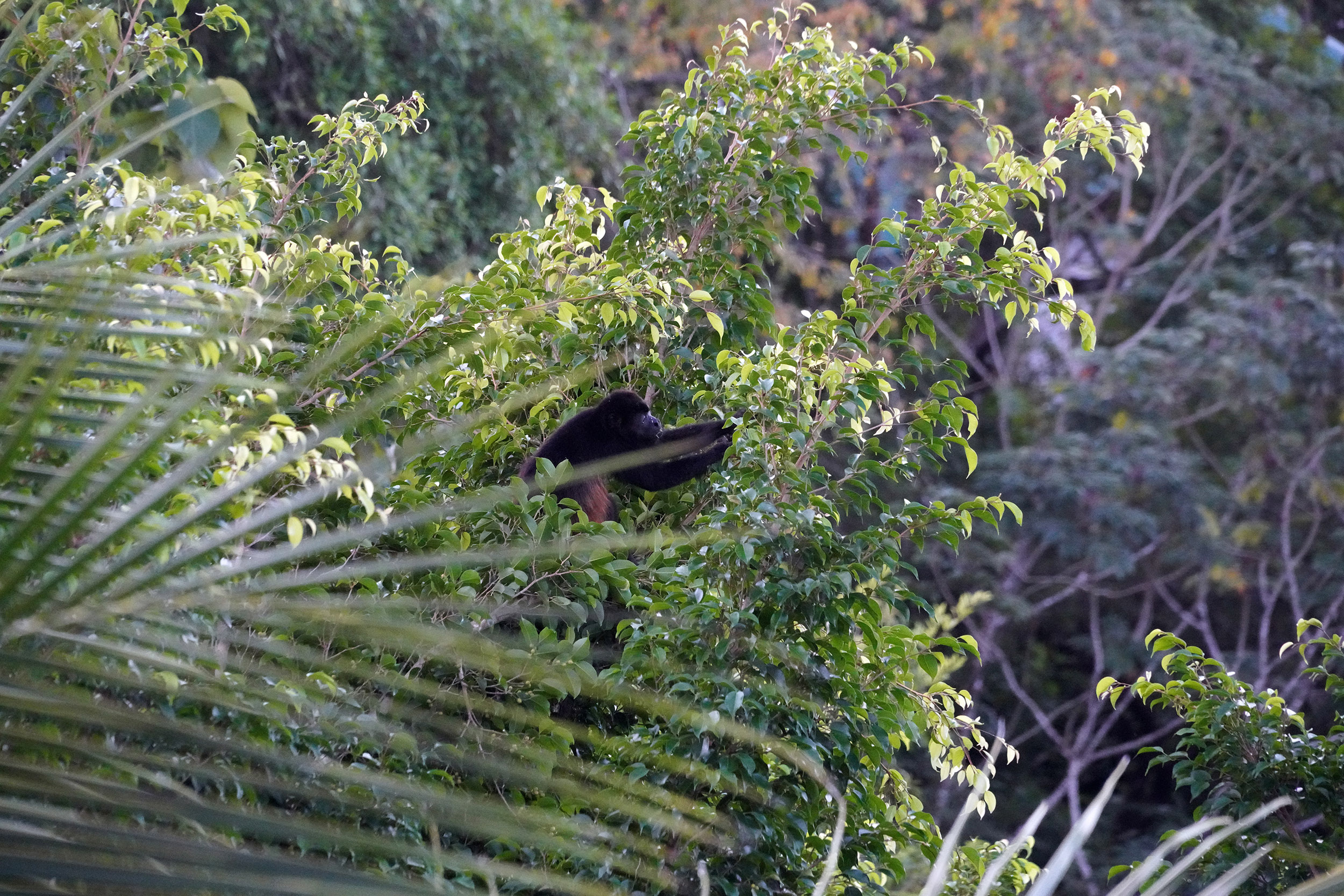 Costa Rica - Février 2025